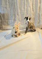 Gunner, a male Whippet for sale in Caryville, FL – Photo 8 of 9