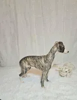 Gunner, a male Whippet for sale in Caryville, FL – Photo 5 of 9