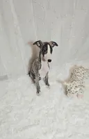 Gunner, a male Whippet for sale in Caryville, FL – Photo 3 of 9