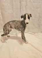 Gunner, a male Whippet for sale in Caryville, FL – Photo 7 of 9