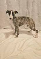 Gunner, a male Whippet for sale in Caryville, FL – Photo 6 of 9