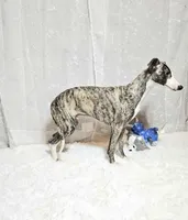 Gunner, a male Whippet for sale in Caryville, FL – Photo 2 of 9