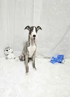 Gunner, a male Whippet for sale in Caryville, FL – Photo 1 of 9
