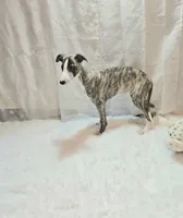 Gunner, a male Whippet for sale in Caryville, FL – Photo 4 of 9