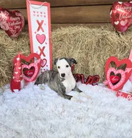 Louie, a male Whippet for sale in Caryville, FL – Photo 1 of 5