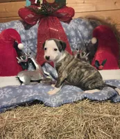 Louie, a male Whippet for sale in Caryville, FL – Photo 4 of 5