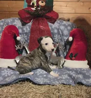 Louie, a male Whippet for sale in Caryville, FL – Photo 3 of 5