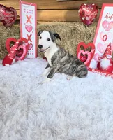 Louie, a male Whippet for sale in Caryville, FL – Photo 2 of 5