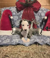 Louie, a male Whippet for sale in Caryville, FL – Photo 5 of 5