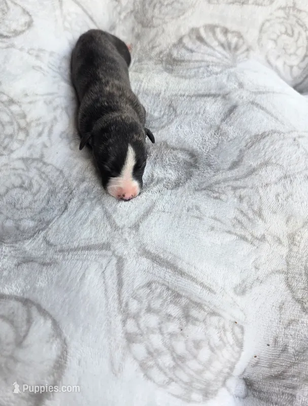 Boy 6 – Whippet puppy for sale in Caryville, FL