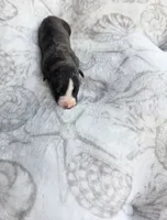 Boy 6, a male Whippet for sale in Caryville, FL – 1 of 3