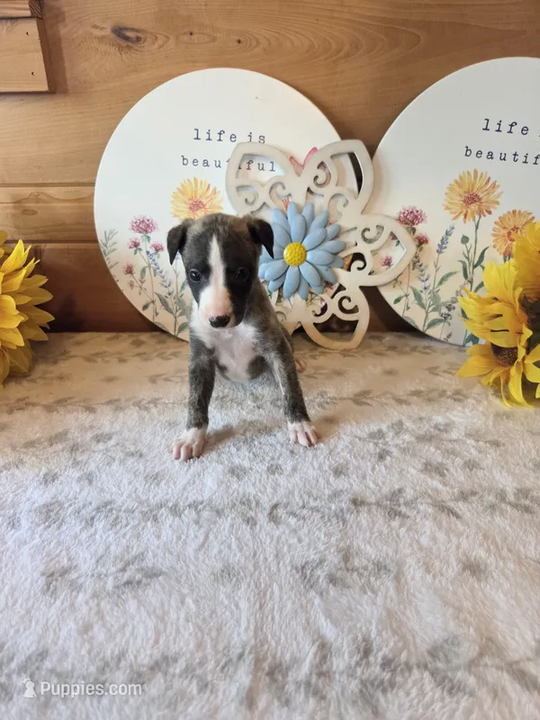 Boy 5  – Whippet puppy for sale in Caryville, FL
