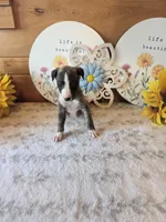  Macchiato , a male Whippet for sale in Caryville, FL – 4 of 7