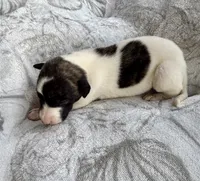 Boy 2, a male Whippet for sale in Caryville, FL – 3 of 3