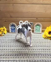 Atlas, a male Whippet for sale in Caryville, FL – 3 of 9