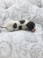 Girl 3, a female Whippet for sale in Caryville, FL – 3 of 3