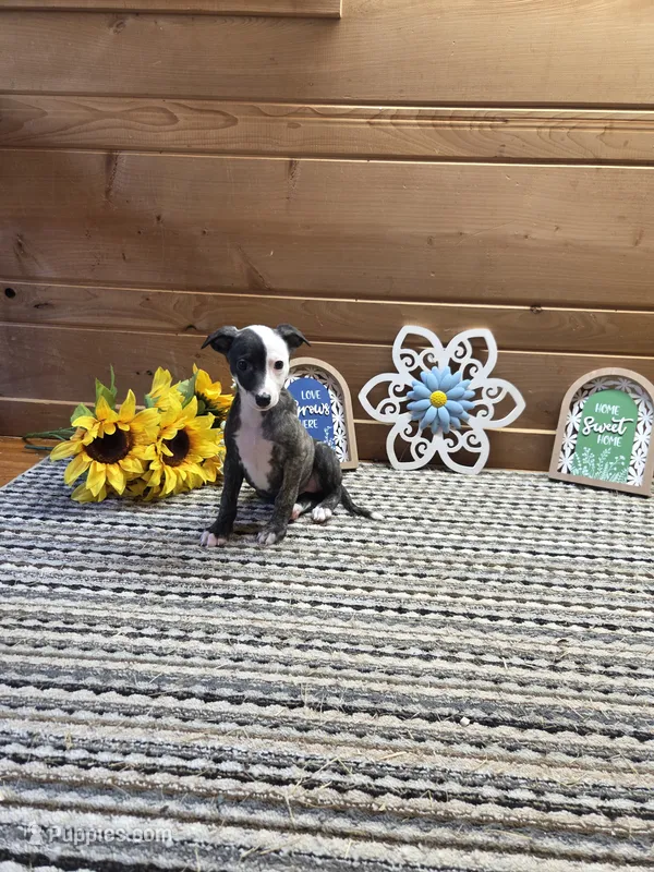 Tsuki – Whippet puppy for sale in Caryville, FL