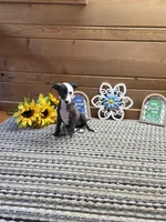 Tsuki, a female Whippet for sale in Caryville, FL – 1 of 8