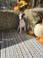 Rush, a male Whippet for sale in Caryville, FL – Photo 7 of 10