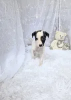 Rush, a male Whippet for sale in Caryville, FL – Photo 8 of 10