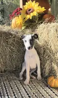 Rush, a male Whippet for sale in Caryville, FL – Photo 5 of 10
