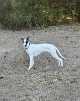 Rush, a male Whippet for sale in Caryville, FL – Photo 1 of 10