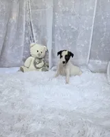 Rush, a male Whippet for sale in Caryville, FL – Photo 9 of 10