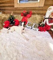 Rush, a male Whippet for sale in Caryville, FL – Photo 4 of 10