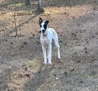Rush, a male Whippet for sale in Caryville, FL – Photo 2 of 10