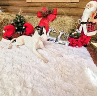 Rush, a male Whippet for sale in Caryville, FL – Photo 3 of 10