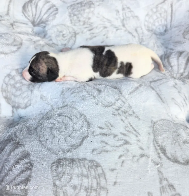 Boy 7 – Whippet puppy for sale in Caryville, FL