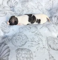 Boy 7, a male Whippet for sale in Caryville, FL – 2 of 3