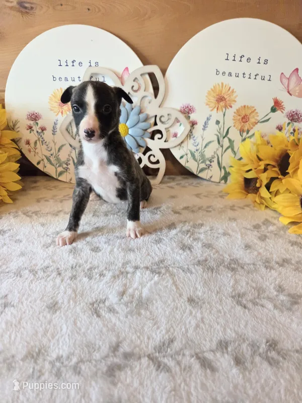 Boy 4 – Whippet puppy for sale in Caryville, FL