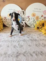 Nico , a male Whippet for sale in Caryville, FL – 4 of 7