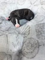 Boy 6, a male Whippet for sale in Caryville, FL – 2 of 3