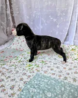 Luna, a female Whippet for sale in Caryville, FL – Photo 10 of 10