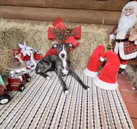 Luna, a female Whippet for sale in Caryville, FL – Photo 2 of 10