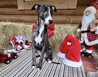 Luna, a female Whippet for sale in Caryville, FL – Photo 3 of 10