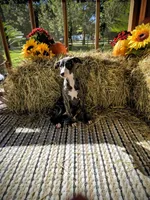 Luna, a female Whippet for sale in Caryville, FL – Photo 6 of 10