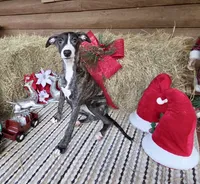 Luna, a female Whippet for sale in Caryville, FL – Photo 1 of 10