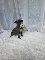 Luna, a female Whippet for sale in Caryville, FL – Photo 8 of 10