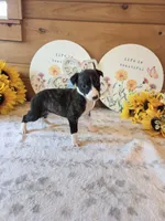 Fabio , a male Whippet for sale in Caryville, FL – 5 of 7