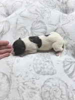 Girl 3, a female Whippet for sale in Caryville, FL – 2 of 3