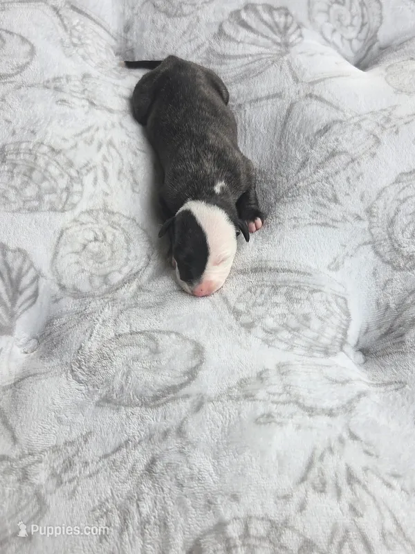 Girl 1 – Whippet puppy for sale in Caryville, FL