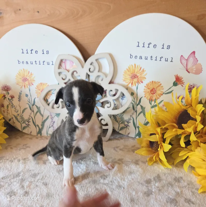 Boy 1 – Whippet puppy for sale in Caryville, FL