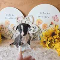 Nero, a male Whippet for sale in Caryville, FL – 4 of 8