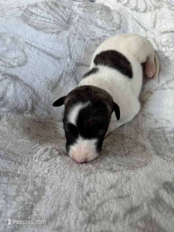 Boy 2 – Whippet puppy for sale in Caryville, FL