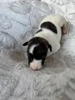 Boy 2, a male Whippet for sale in Caryville, FL – 1 of 3