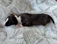 Boy 1, a male Whippet for sale in Caryville, FL – 2 of 3