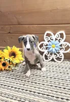  Macchiato , a male Whippet for sale in Caryville, FL – 2 of 7
